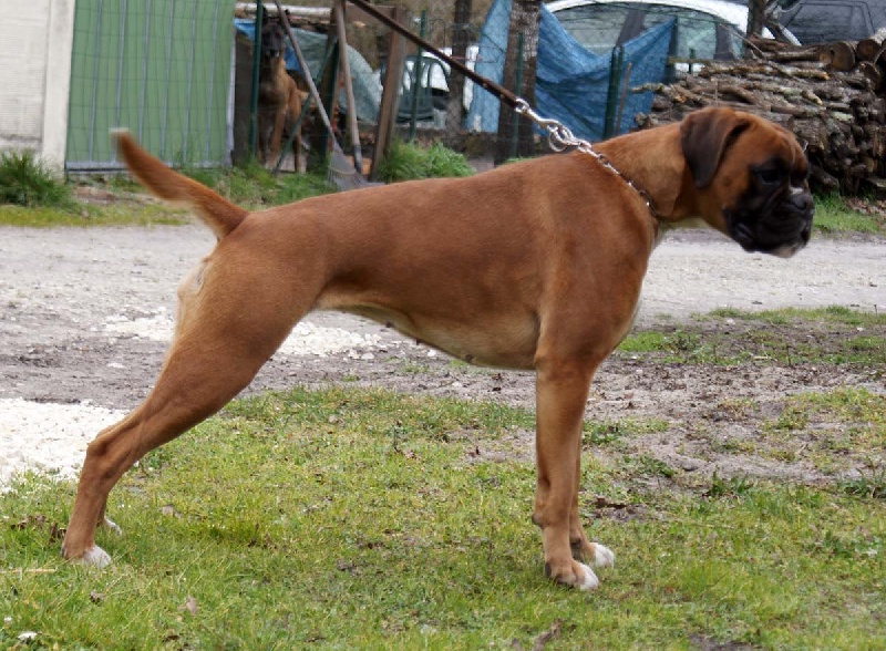 Gudule dite gipsy An Dervenn Vihan