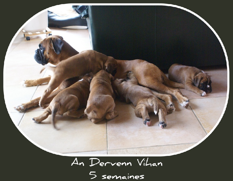 An Dervenn Vihan - Boxer - Portée née le 08/05/2011